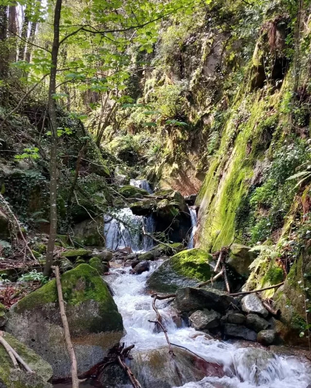 💚Montseny💚
.
#natura #catalunyaexperience #intothewild #montseny #turismerural #turismeresponsable #turismodeproximidad #turismedeproximitat #primavera #springtime