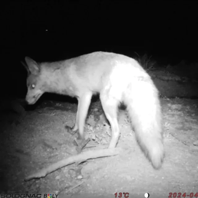 Visites nocturnes captades amb la nostra càmera per observar animalons🦉🐗🦌🦊