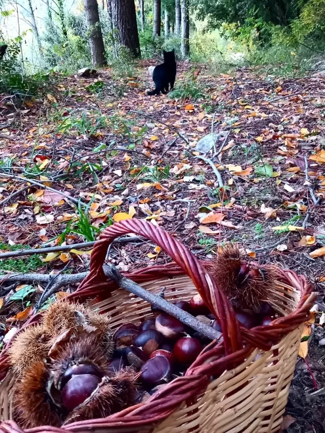 Collint castanyes amb una petita ajudanta🐈‍⬛