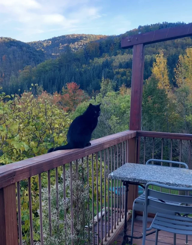 Una de les gatetes de la casa gaudint de l'espectacle tardorenc🍁🍂
.
#tardor #turismosostenible #turismerural #ruralmontseny #Montseny #fageda #hayedo #hotelruralmontseny  #hotelrural